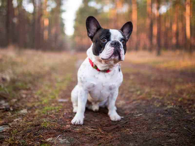 French bulldog in the woods