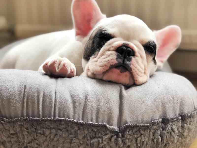 French bulldog puppy sleeping on dog bed