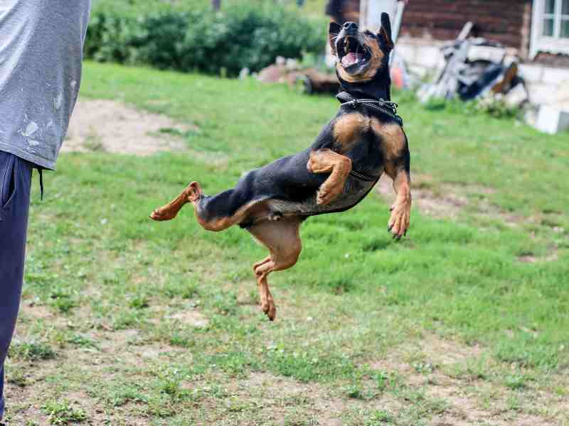 _German Pinscher jumping up to catch something flying through the air