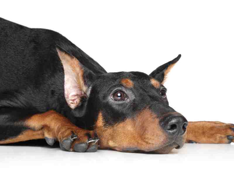 _German Pinscher white background laying on the ground looking up