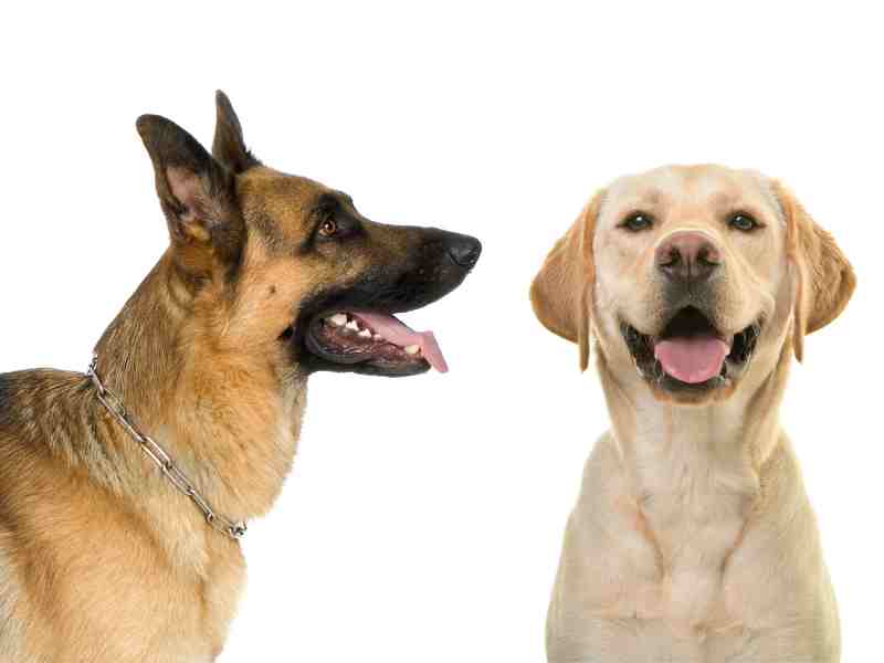 German Shepherd Dog vs Labrador retriever