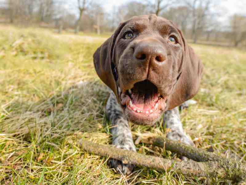 German Shorthaired Pointer Puppy outside chewinhg gon a stick