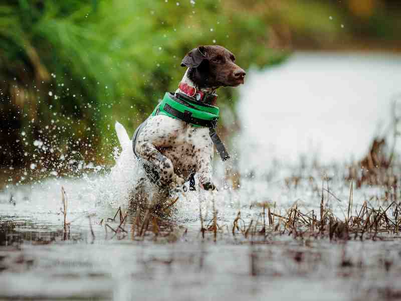 German Shorthaired Pointer in a lake running through the water