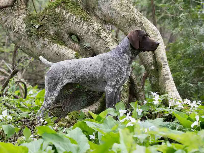 German Shorthaired Pointer standing in the woods