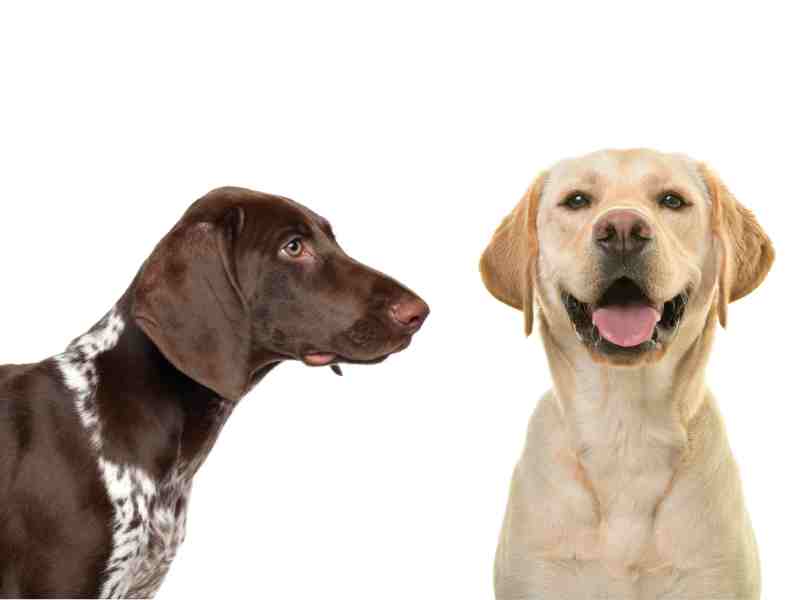 German Shorthaired Pointer vs Labrador retriever
