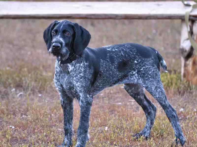 German wirehaired pointer or wirehair (German wirehair, German wire-haired headdog)