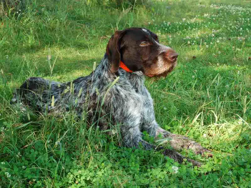 German wirehaired pointer redting on a meadow