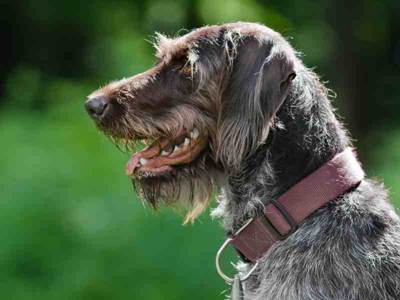German wirehaired pointer side view of his head