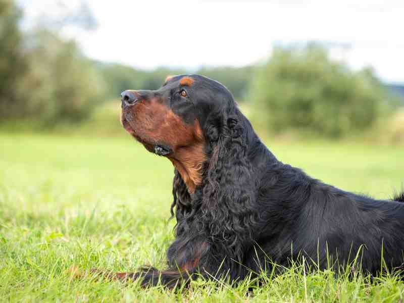Gordon Setter laying outside on a meadow