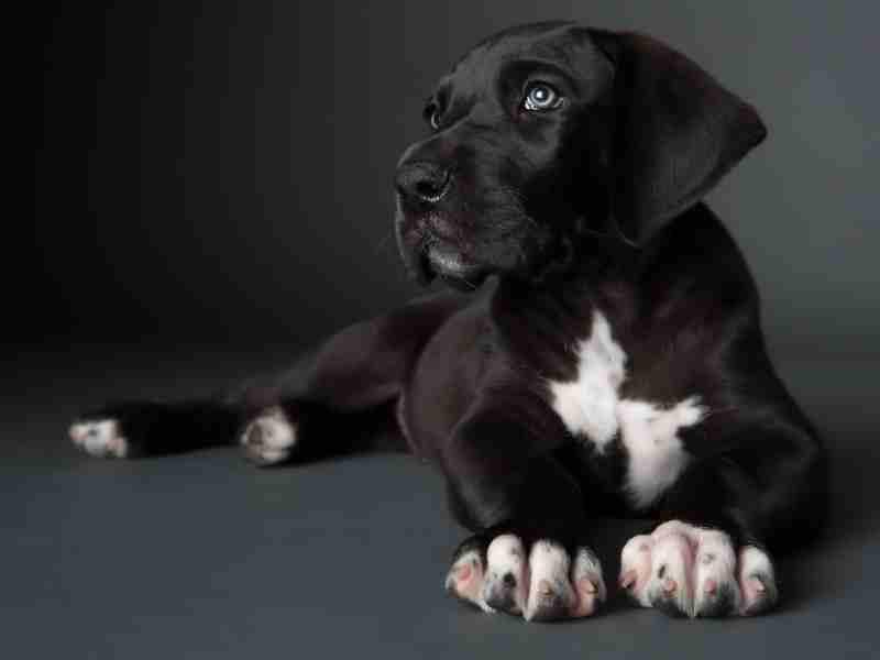 Great Dane puppy with blue eyes