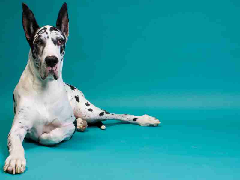 Great Dane white with black spots sitting and looking at the camera
