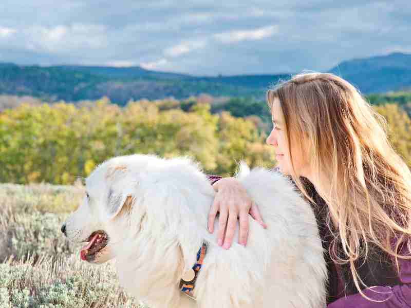 Great Pyrenees in lavender field with loving owner