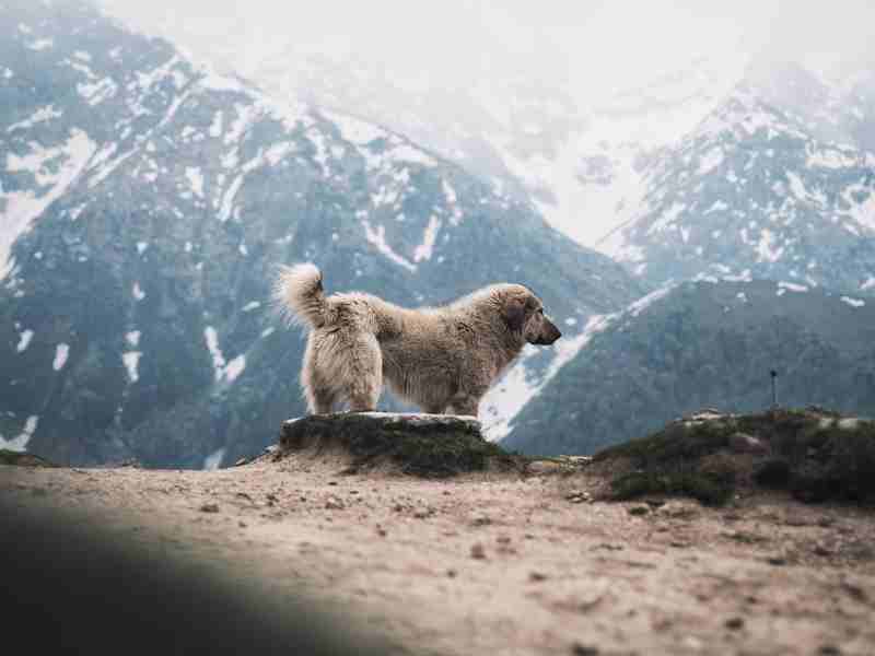 Great Pyrenees in the Mountains