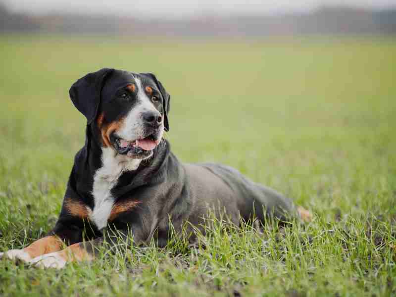 _Greater Swiss Mountain Dog outside in the grass