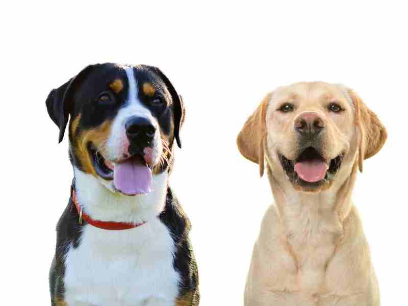 _Greater Swiss Mountain Dog vs Labrador Retriever