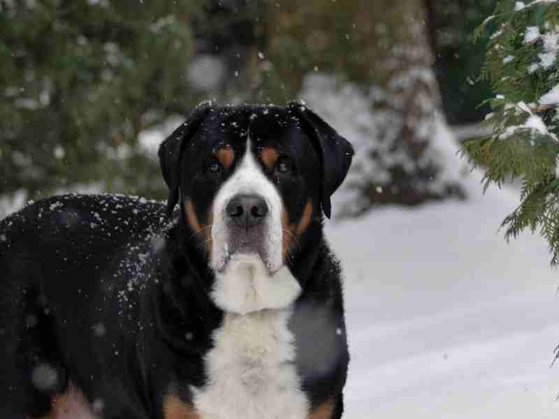 _Greater Swiss Mountain dog outside in the snow, observing