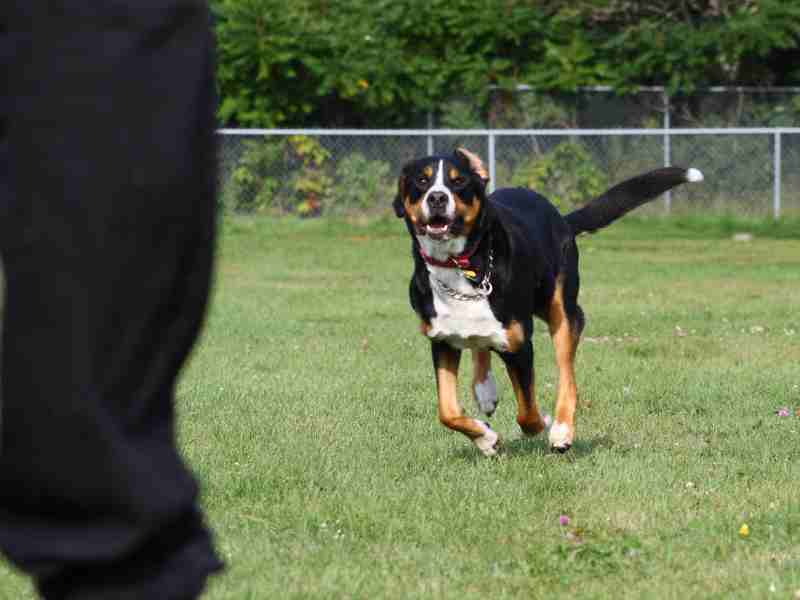 _Greater Swiss Mountain dog outside running to its owner