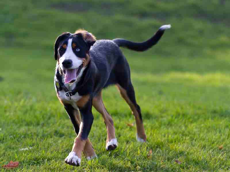 _Greater Swiss Mountain dog puppy