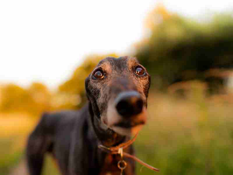 Greyhound Portrait in the field