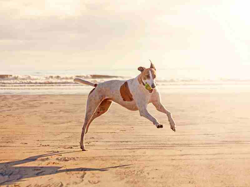 Greyhound at the beach jumping around