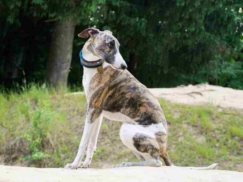 Greyhound puppy putside looking behind its back