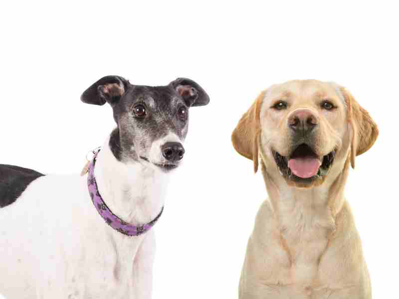 Greyhound vs Labrador Retrievr