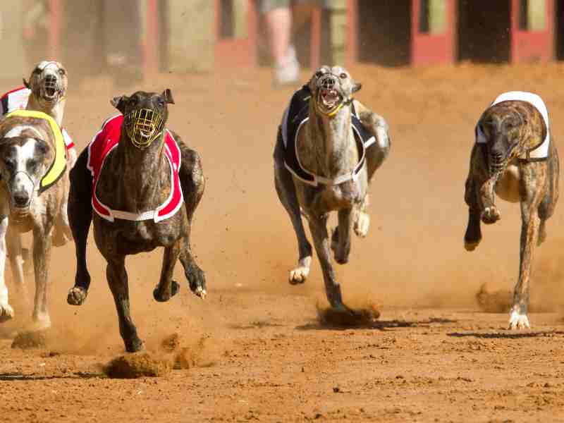 Greyhounds racing against each other