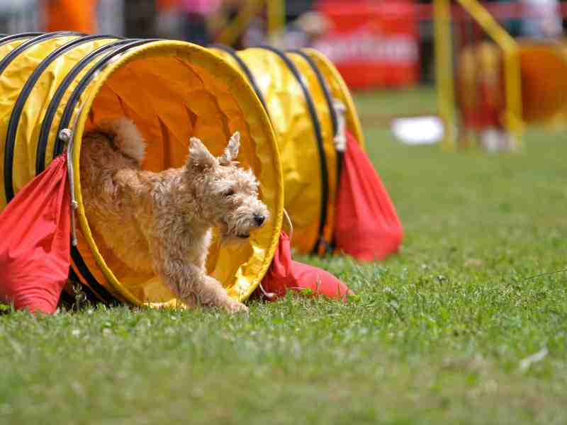 Happy Lakeland Terrier agility course