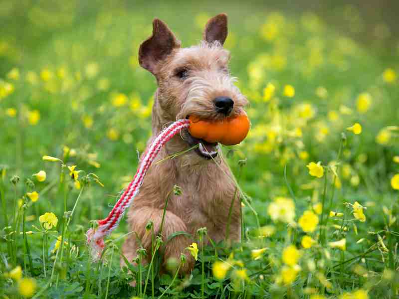 Happy Lakeland Terrier with and orange rope toy