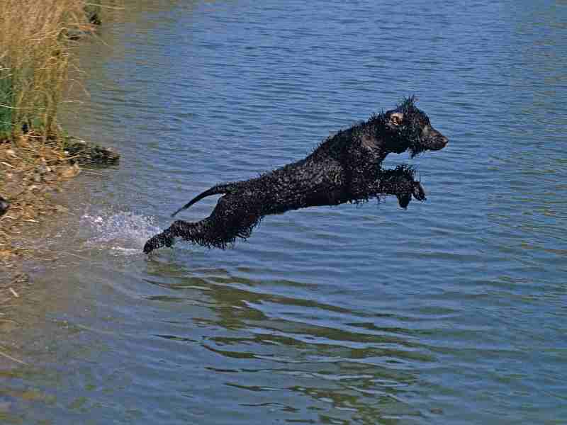 IRISH WATER SPANIEL, ADULT LEAPING INTO WATER