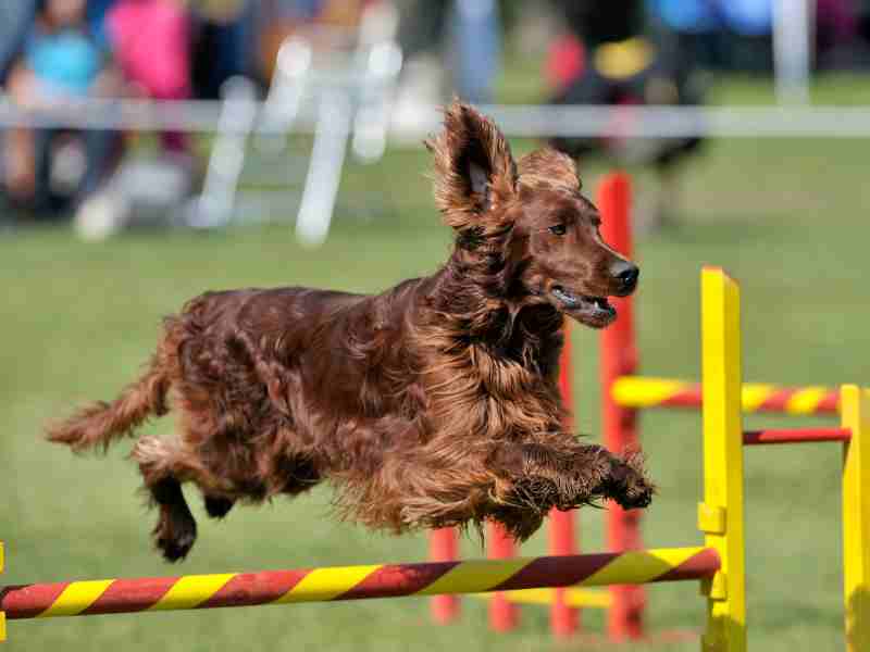Irish Setter on agility course jumping over an opstacle