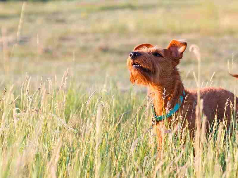 Irish Terrier outside in a field looking upwards