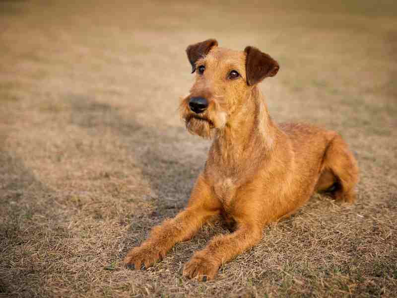 Irish Terrier sitting and looking at owner