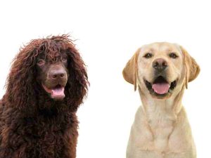Labrador Retriever Vs. Komondor