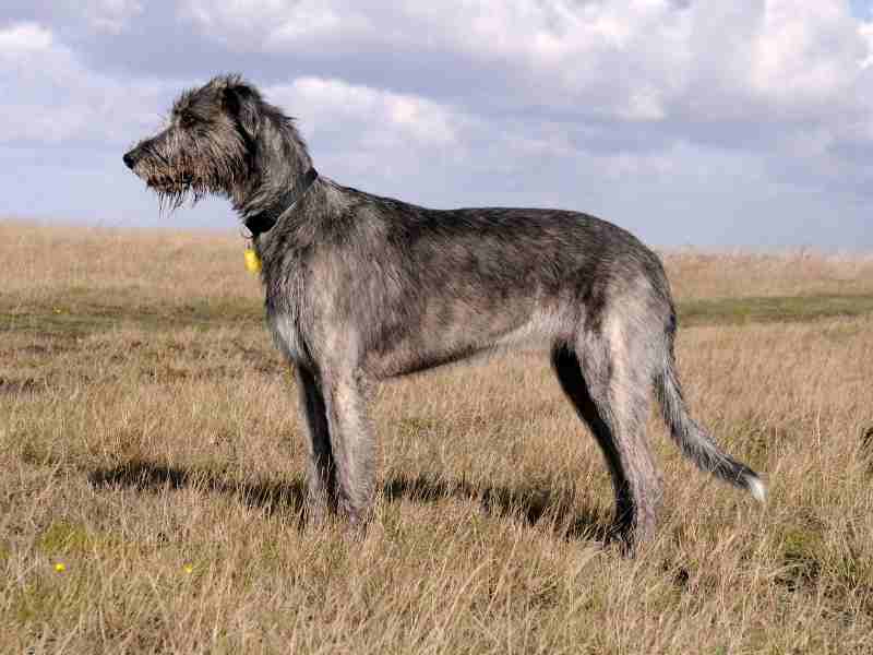 Irish wolfhound dog on grassy moor