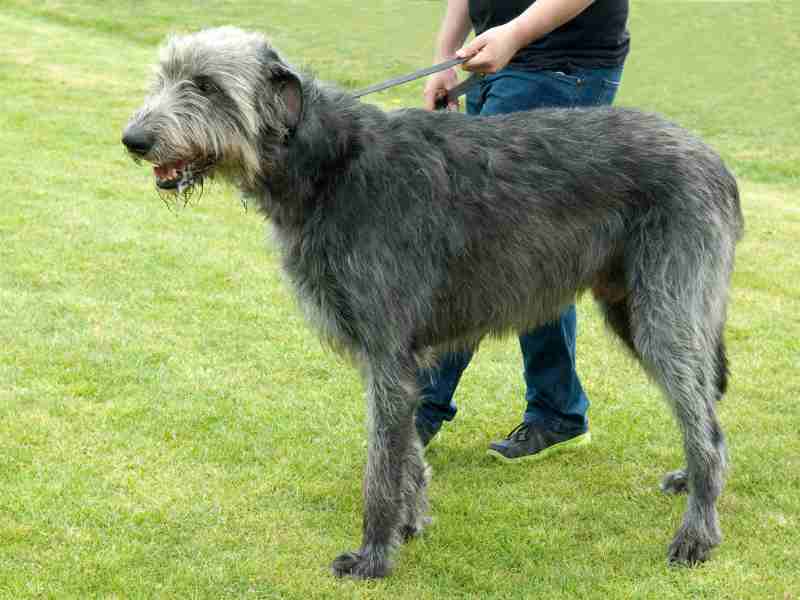 Irish wolfhound on a leash