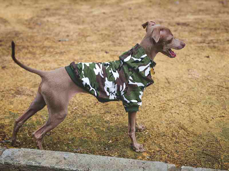 Italian Greyhound in Camouflage