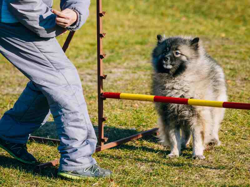 Keeshond giving agility a try