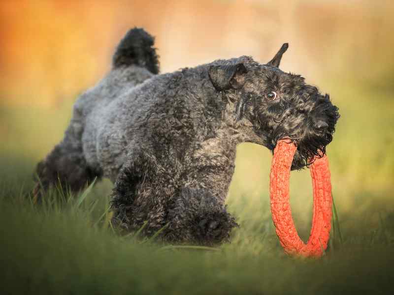 Kerry Blue Terrier outside holding its toy on its mouth