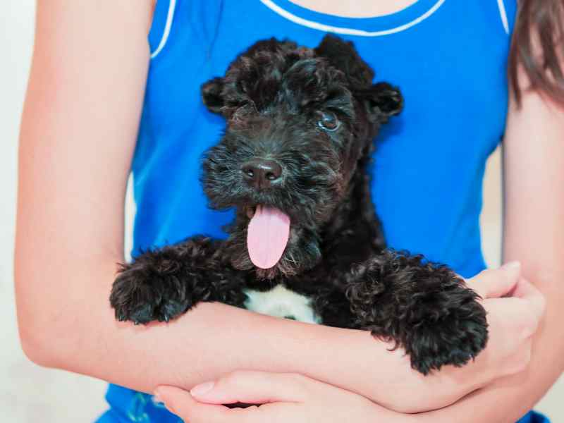 Kerry Blue Terrier puppy hold on the arm