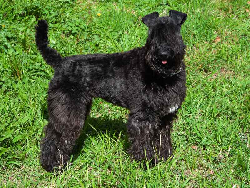 Kerry Blue Terrier puppy outside looking at the cam