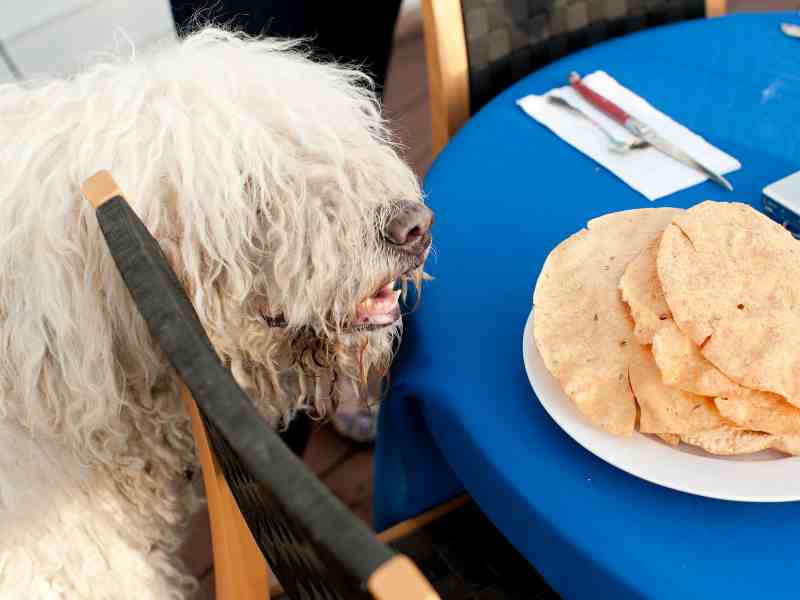Komondor trying to steal food off the table
