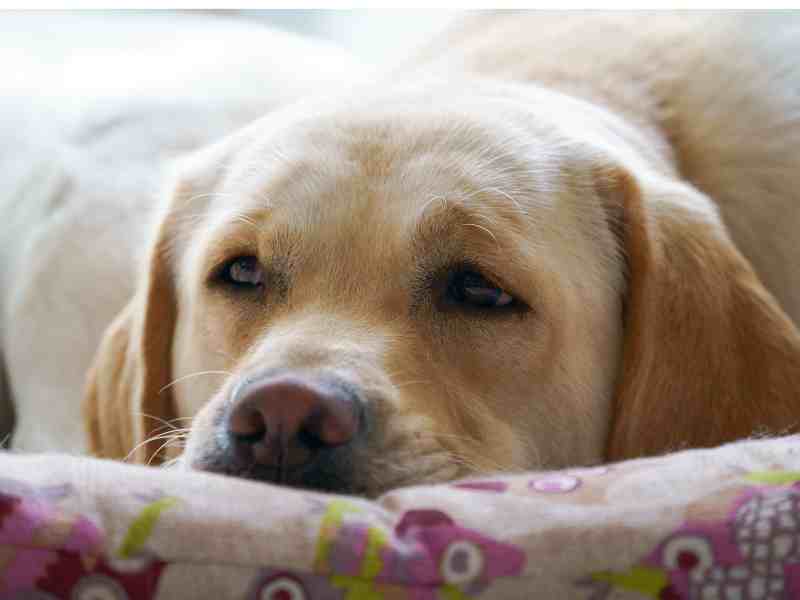 Labrador Retriever in his Dog Bed