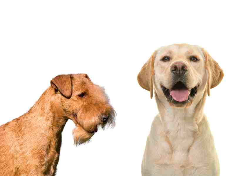 Lakeland Terrier vs Labrador Retriever