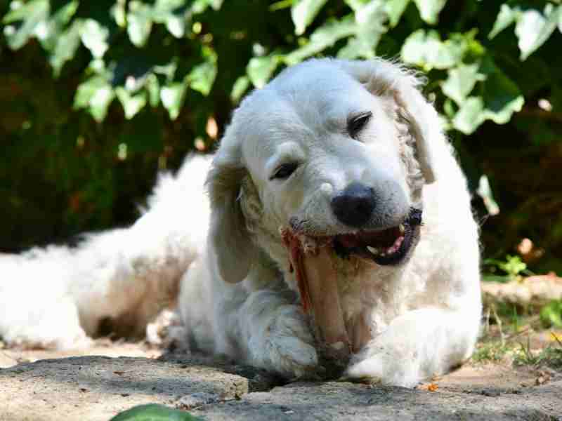 Large Kuvasz Dog enjoying a Huge Bone