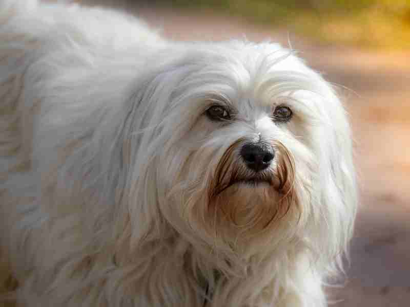 Long Haired Havanese dog looking at the camera