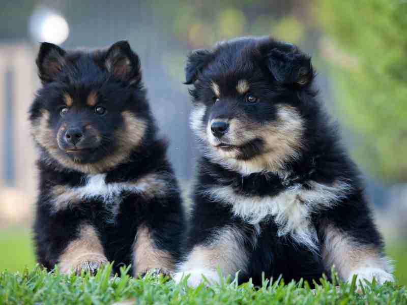 Puppies Finnish Lapphund