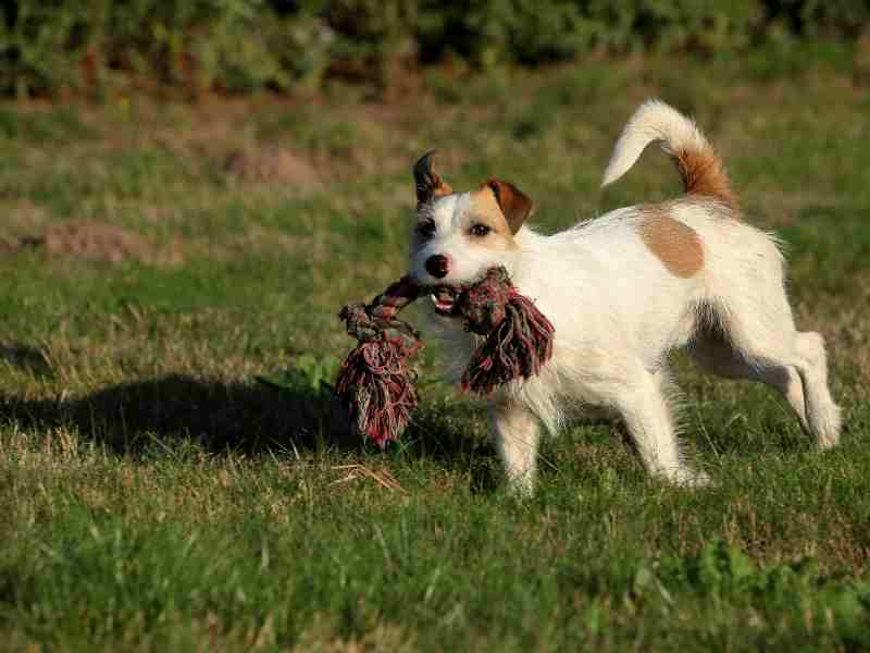Russel Terrier outside holding a toy