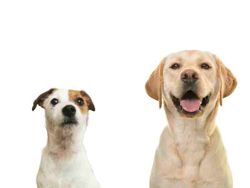 Russel Terrier vs Labrador Retriever