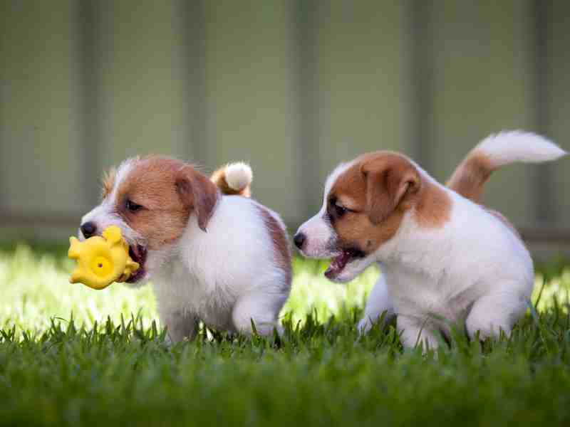 Russell Terrier Puppies Playing